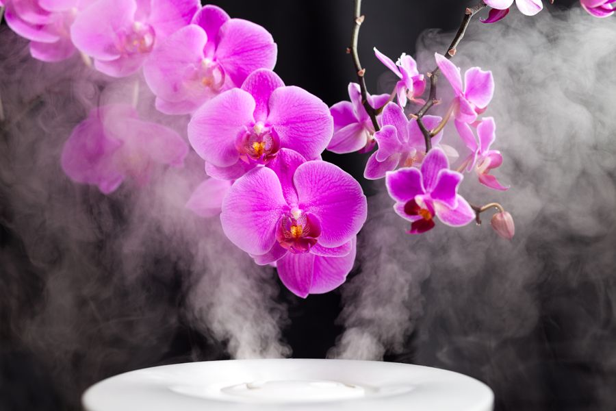Orchids under a humidifier. What Accessories Can Help With My Indoor Air Quality?